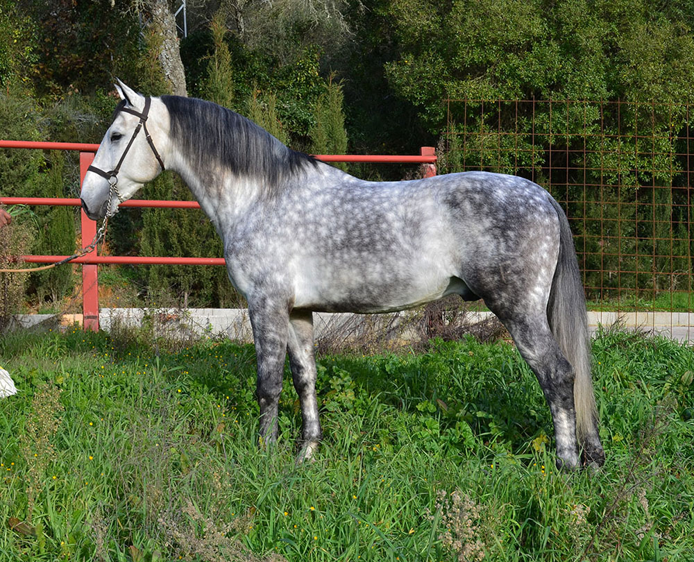 Caballo en Venta